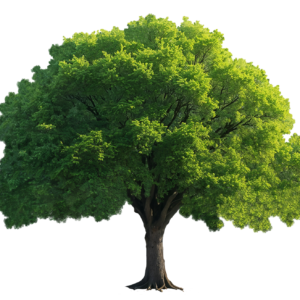 Arbre à planter