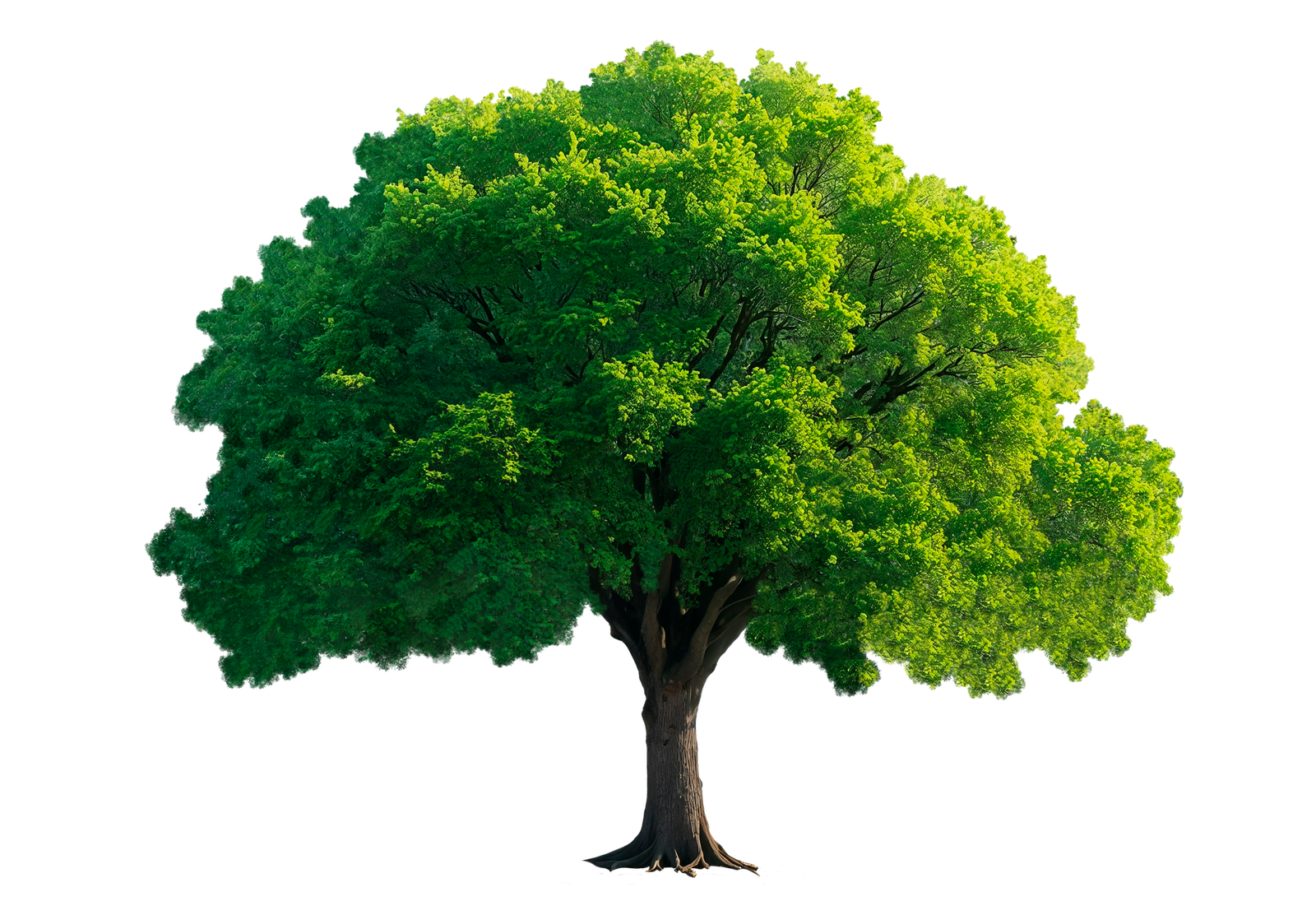 Arbre à planter